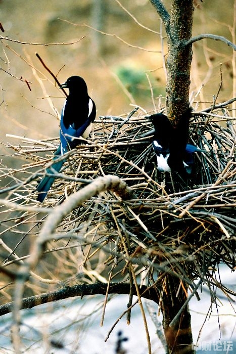 家点评:玄机中看二九合，老鸹窝里出凤凰指哪个生肖