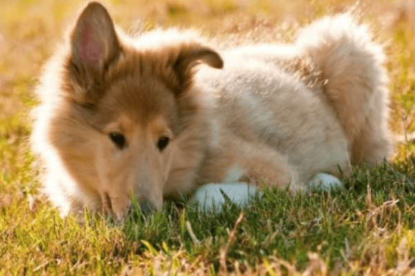 逐项解读:称心如意猜一动物