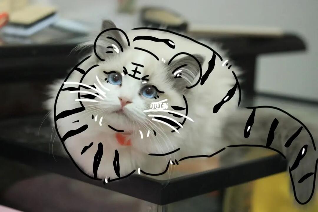 独家调查:照猫画虎本期动物