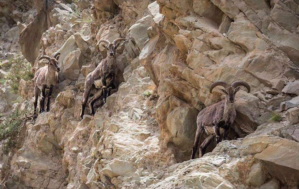 热点剖析:三千佳丽打一动物