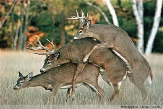 趋势研判:三九相加出七码，二三零一不相见代表什么动物