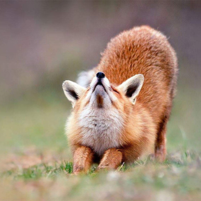 圈内解读:春色满园关不住，佳人妩媚天际来猜一动物