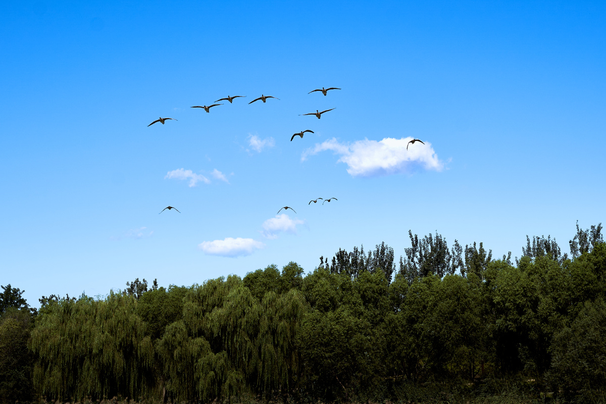 趋势研判:蓝天绿地鸟儿飞，挑得蓝里便是来正确答案动物