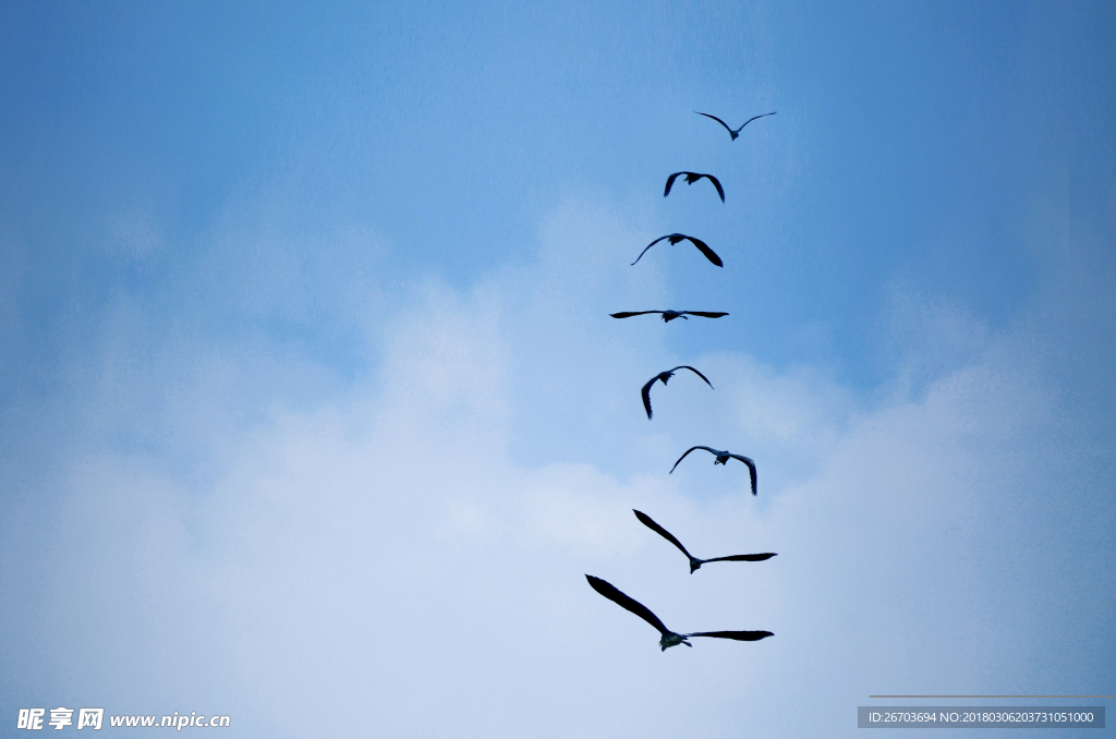 趋势研判:蓝天绿地鸟儿飞，挑得蓝里便是来正确答案动物