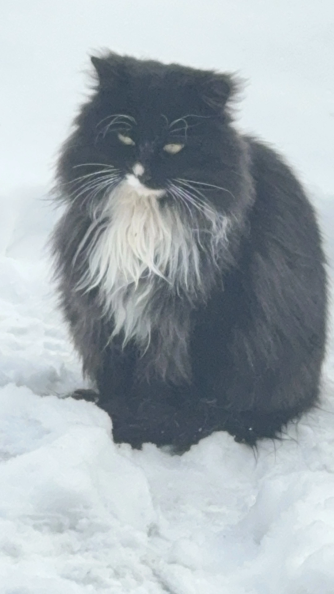 独家解读:寒风凛凛代表什么动物