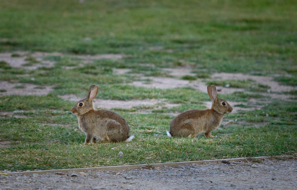 一手资讯:春虎夏蛇逐野兔，水火不容两相斗打一动物谜底