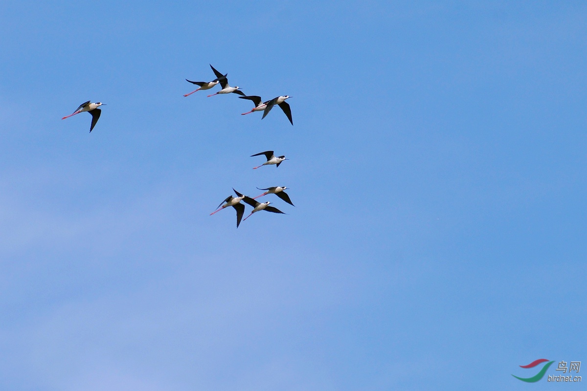 权威解读:蓝天绿地鸟儿飞，挑得蓝里便是来打一生肖动物