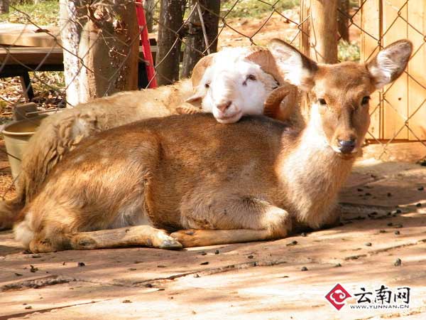 权威解读:羊落虎口本期动物