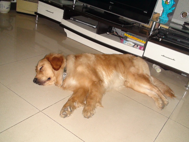 首发资讯:人模狗样是打什么最佳精准生肖