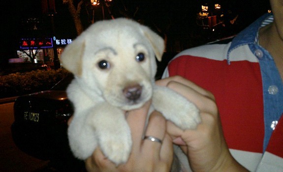 首发资讯:人模狗样是打什么最佳精准生肖