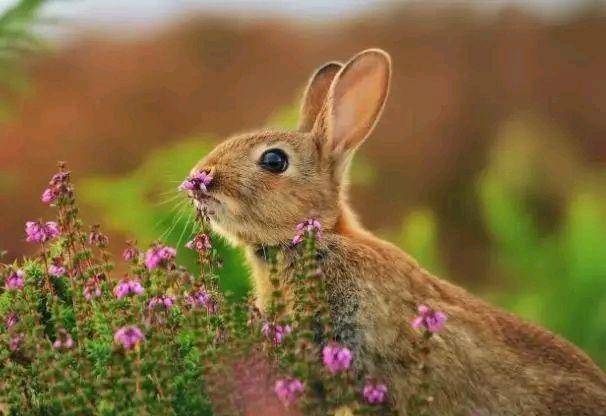 热点剖析:三千佳丽打一最佳生肖