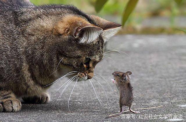 热点剖析:三千佳丽打一动物