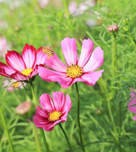 逐项解读:蓝天照耀红花美猜动物