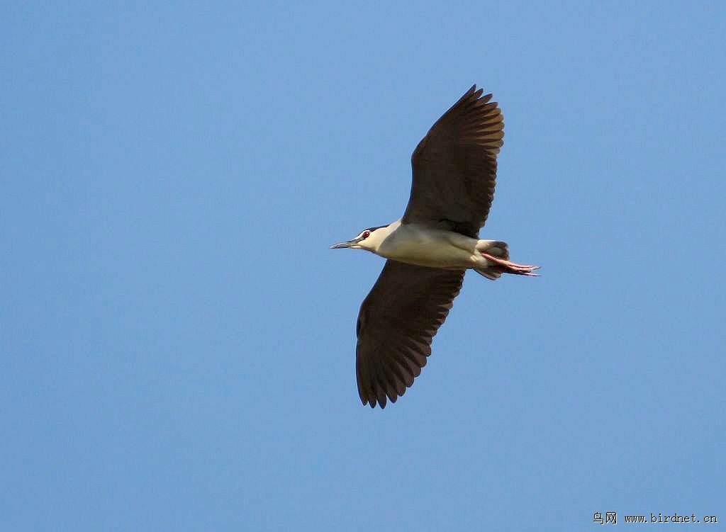权威解读:蓝天绿地鸟儿飞，挑得蓝里便是来打一生肖动物