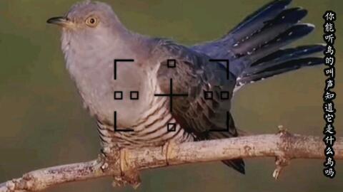 圈内揭秘:黄钟瓦釜正确答案动物