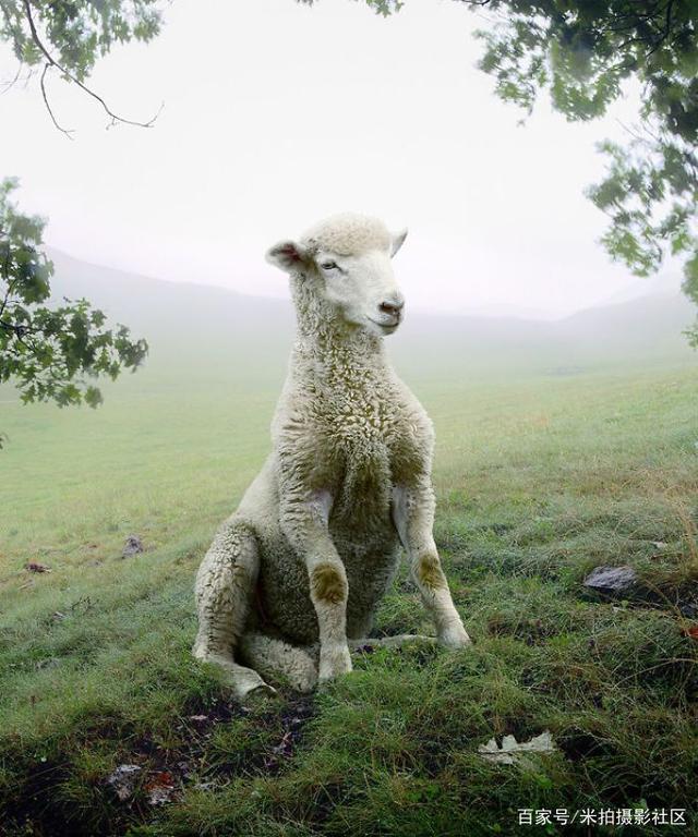 独家解读:真真假假打一准确动物