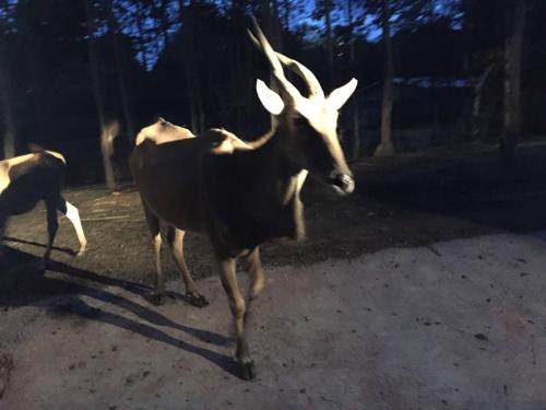 观点输出:欲横沙场对应那种动物
