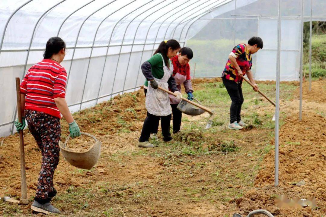 独家视点:勤劳人家忙地头，吉人天相八面财代表什么生肖