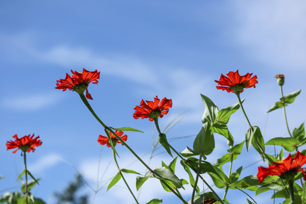 深度剖析:蓝天照耀红花美是什么生肖