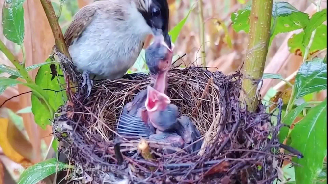 条理讲解:玄机中看二九合，老鸹窝里出凤凰开过什么生肖