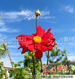 全面阐释:蓝天照耀红花美指什么生肖