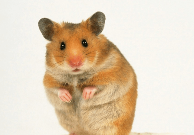 独家调查:吉祥如意打一生肖动物