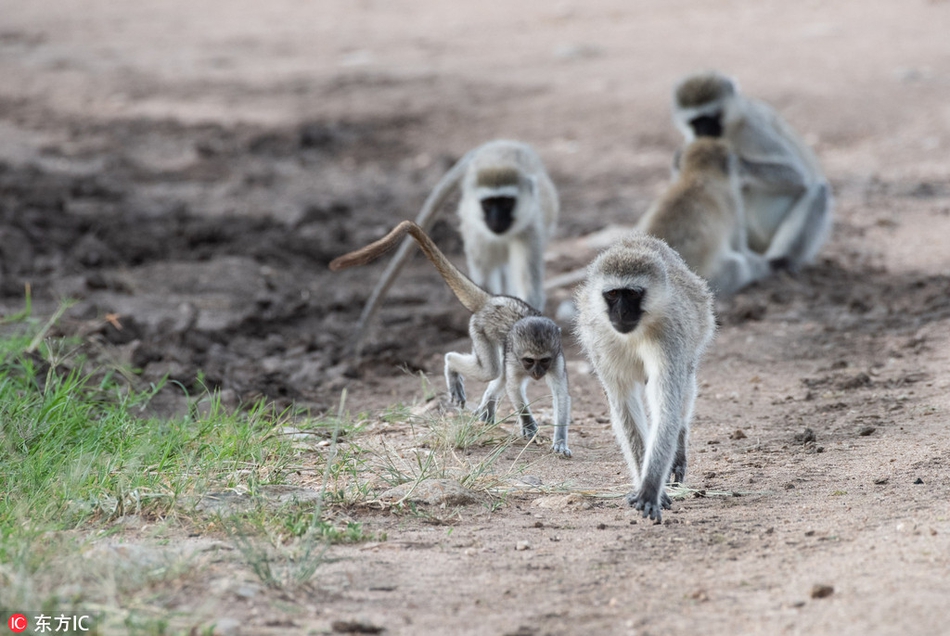 家点评:天黑风急虎盗兔，馬食夜草猴旁颧指什么动物