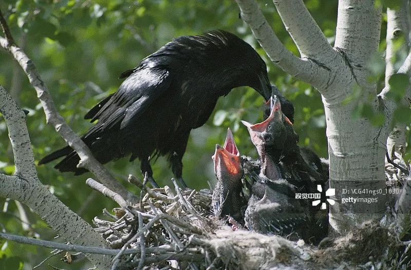 趋势研判:玄机中看二九合，老鸹窝里出凤凰猜一准确动物
