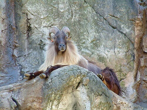 业内点评:仙羊下界遍地春指啥动物