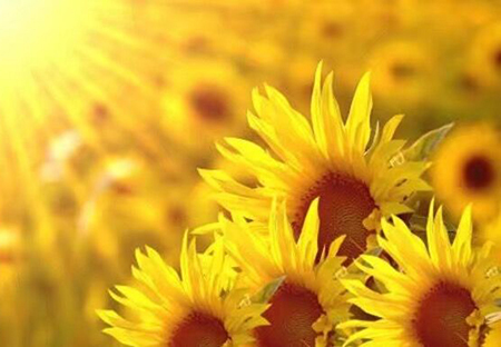 资深分析:蓝天照耀红花美打一最佳最佳生肖词语