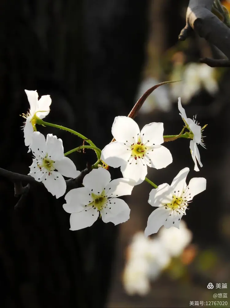 独家视点:梨花落后二清明，三五少年容易老猜一生肖
