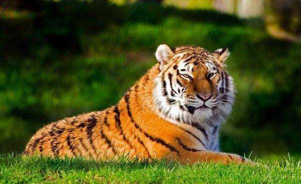 行家点评:捧上九字代表什么动物