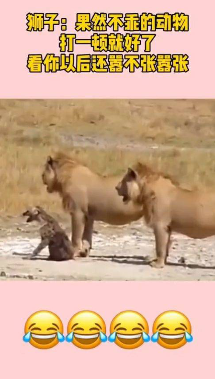 权威解读:一二一二重复练，有朝一日飞上天。打一动物