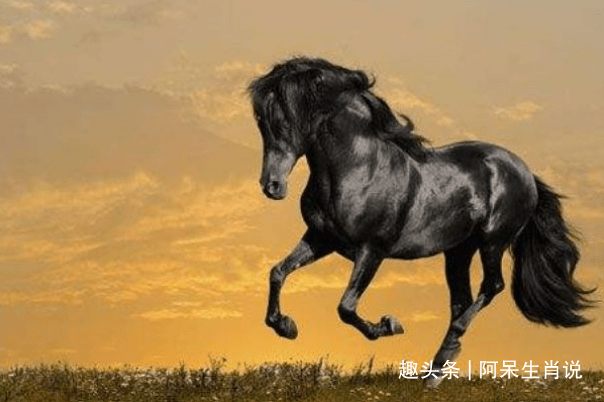 独家稿件:马到成功指代表是什么生肖