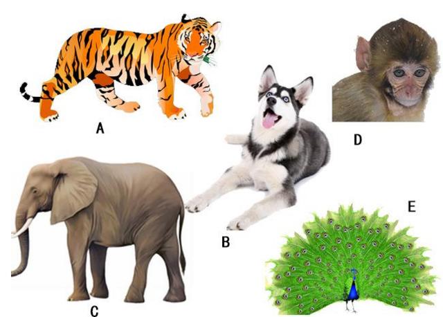 独家观察:梨花落后二清明，三五少年容易老猜本期动物