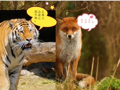 资深分析:三千佳丽猜动物