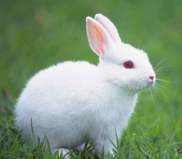 全面阐释:找白白嫩嫩的生肖指什么动物