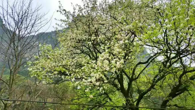 独家解读:今期猪马鸡出特，棠树空留鹤岭前打一准确数字