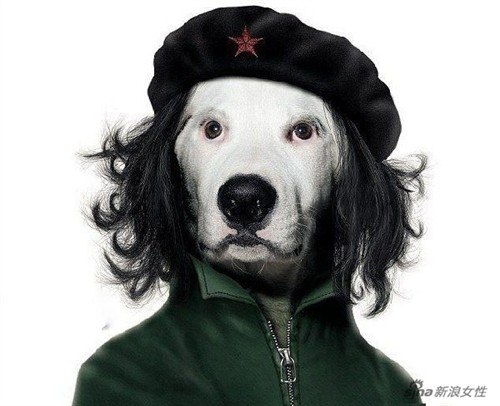 内幕披露:人模狗样猜一动物