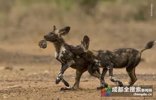 视角拆解:买龙输尽光，里中留与赛蛮神猜一准确动物
