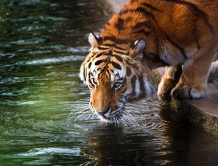 独家新闻:南水北调打一生肖动物