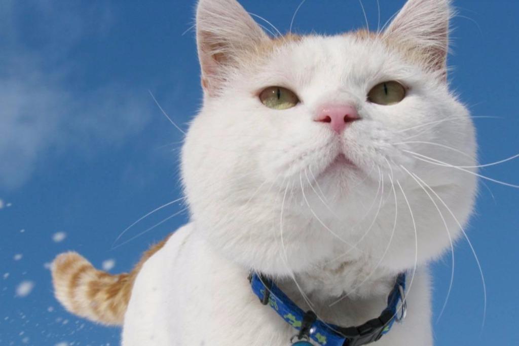 家点评:三九相加出七码，二三零一不相见猜一准确动物