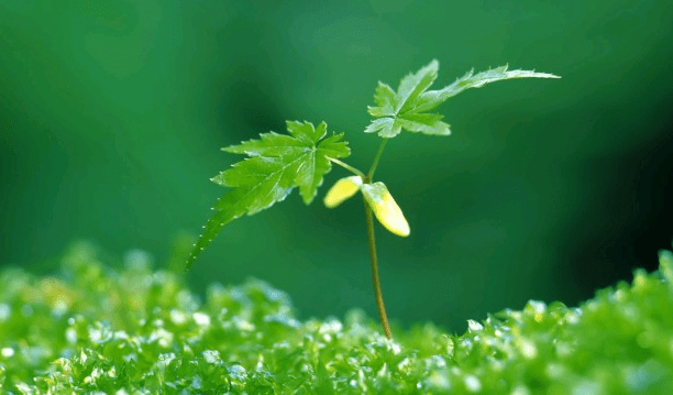 资深分析:蓝天照耀红花美打一最佳最佳生肖词语