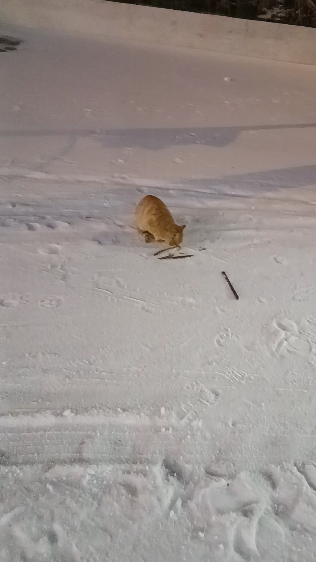 独家新闻:寒风凛凛猜一动物