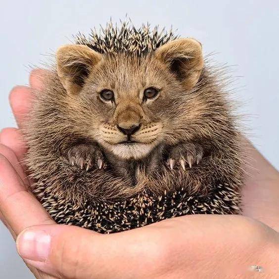 热点剖析:稀里哗啦指啥动物