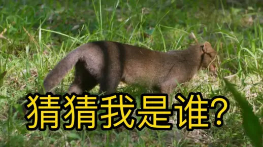 深度报道:稀里哗啦猜一准确动物