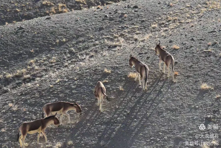 独家新闻:东征西站猜一准确动物