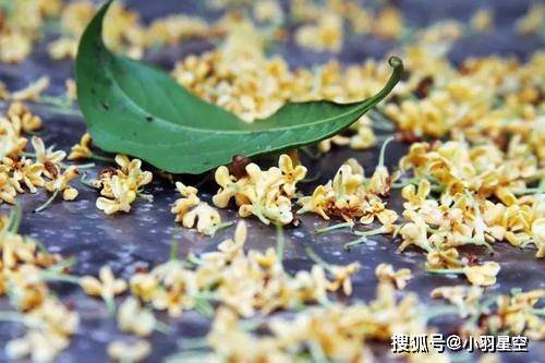 首发资讯:一九合成桂花香最佳答案