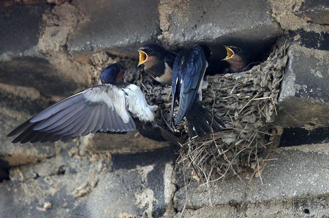内幕披露:玄机中看二九合，老鸹窝里出凤凰对应那种动物