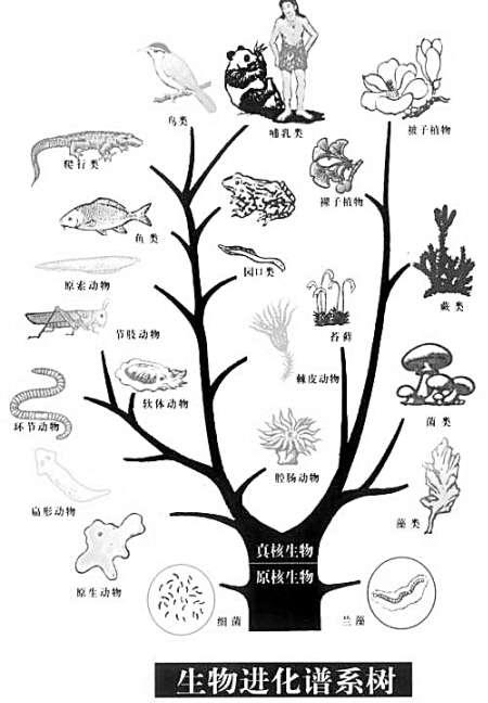 趋势研判:心乱如麻指代表是什么生肖